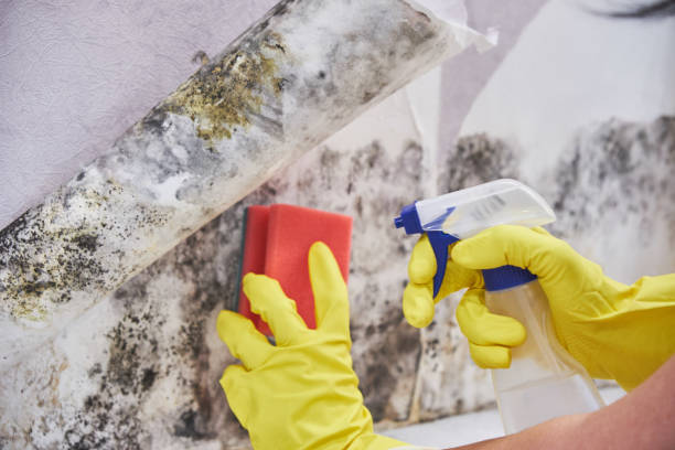 Environmental Consulting for Mold Prevention in Siesta Key, FL